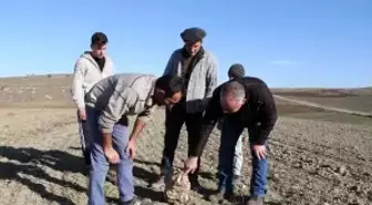 Nohut ektiler göktaşı hasat ettiler