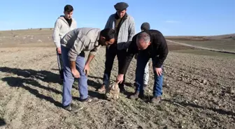 Nohut ektiler göktaşı hasat ettiler