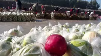 Turp işçisi kadınlar, AA'nın 'Yılın Fotoğrafları' oylamasına katıldı