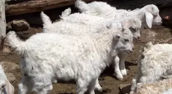 Başkan Yalçın, Tiftik ve Yapağı Kooperatifi yöneticileriyle toplantı düzenledi