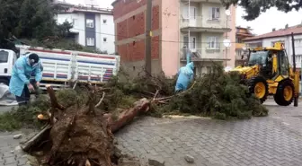 Denizli'de fırtına sonrası temizlik çalışmaları başladı