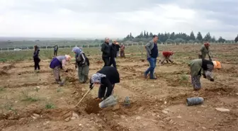 Söke Doğanbey'de lavanta kokacak