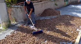 Oğuzlar cevizi coğrafi işaret tescili aldı