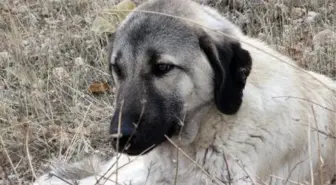 Ölen dişi köpeğin başında bekleyen erkek köpek sahiplenildi