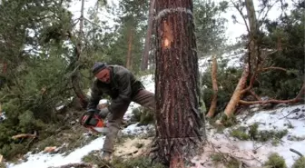 Orman işçilerinin kış mevsiminde zorlu mesaisi