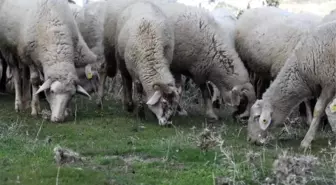 Meralık alanların ağaçlandırılmasını istemiyorlar