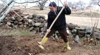 Kışın vazgeçilmezi yer elmasında hasat zamanı