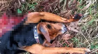 Aç kalan kurtlar, av köpeğini telef etti