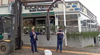 Balıkçıların ağına 200 kiloluk köpek balığı takıldı