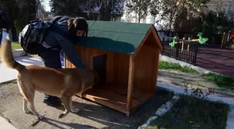 Kuşadası Belediyesi yeni yılda sokak hayvanlarını unutmadı