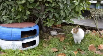 Otomobil lastikleri kediler için sıcak yuvaya dönüştürüldü