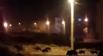 Aç kalan domuzlar mahalleye indi