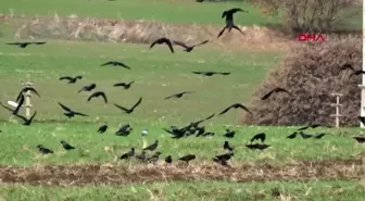 Çanakkale karga, pazar tezgahındaki cevizleri yerken görüntülendi