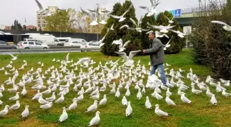 Bakırköy'de her gün yüzlerce martıyı elleriyle besliyor