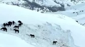 Hakkari'de at sürüsü ölüme terk edildi