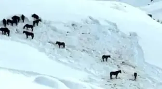 Hakkari'de at sürüsü ölüme terk edildi