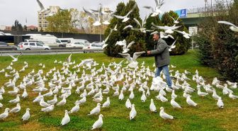 (Özel) Bakırköy'de her gün yüzlerce martıyı elleriyle besliyor