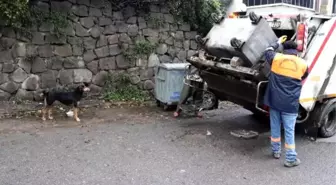 Temizlik görevlilerinin sokak köpeği ile kurduğu dostluk