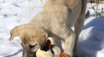 Köpek yavrusu ile minik öğrencinin oyuncak mücadelesi gülümsetti