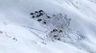 Hakkari'de sahipsiz atlar barınağa alındı