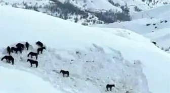 Hakkari Valiliği sahipsiz atlara sahip çıktı