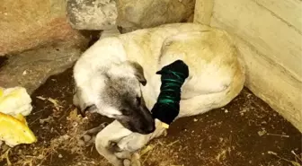 Tüfekle ayağından vurulan köpeğe şefkat eli