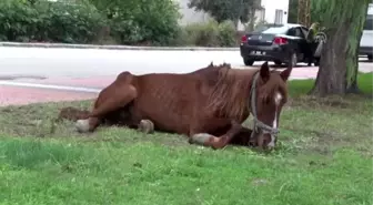 Dere kenarına bırakılan bitkin durumdaki at tedavi edilecek