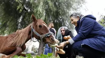 Dere kenarına terk edilen at tedavi edilecek