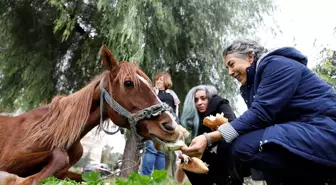 Mersin'de dere kenarına bırakılan bitkin durumdaki at tedavi edilecek