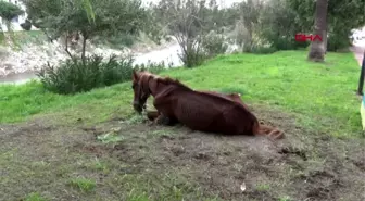 Mersin kaderine terk edilen 'masum'a sahip çıktılar