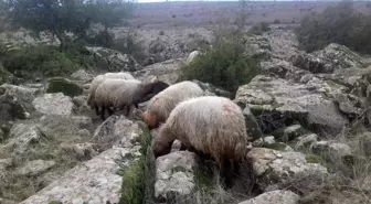 Nizip'te kaybolan koyunları jandarma buldu