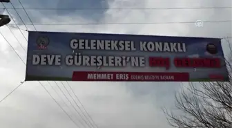 Ödemiş'te 24. Geleneksel Deve Güreşleri Şenliği