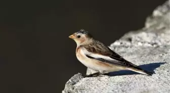 Türkiye'de nadir görülen kuş türü Zonguldak'ta fotoğraflandı