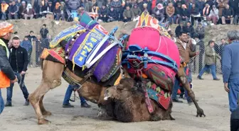 Bergama Deve Güreşi festivali büyük ilgi gördü