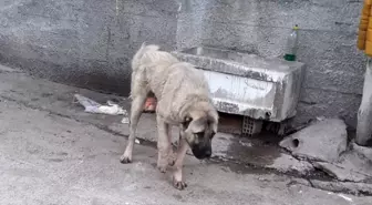 Çorum'da köpeğe tüfekle ateş açan kişi hakkında soruşturma açıldı