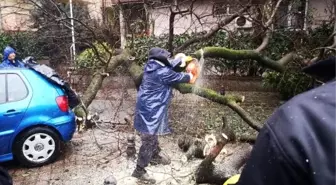 Kadıköy'de ağaç otomobilin üstüne devrildi