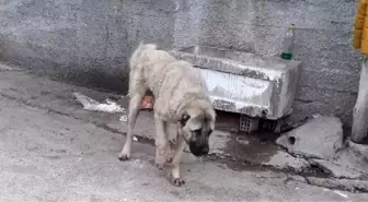 Köpeği tüfekle yaralayıp, serbest kaldı