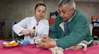 Kulağını kestikleri köpeği, çuvalla dernek kapısına bıraktılar