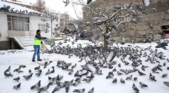 Etimesgut Belediyesi kar yağışında sokak hayvanlarını unutmadı