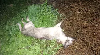 Adana'da köpek vahşeti