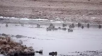 Ardahan'da düşen kırağı sonrası görsel şölen