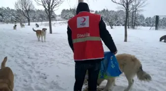 DPÜ Kızılay Topluluğu hayvanlara yem bıraktı