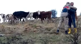 Kayıp hayvanları bulununca jandarmaya sarıldı