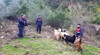 Kayıp keçileri jandarma buldu