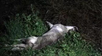 Köpeklerin saldırısına uğrayan kişi, öldü