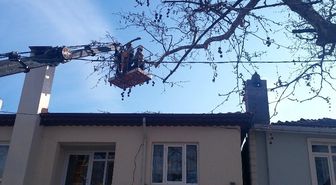 Tekirdağ'da anıt ağaçlara bakım