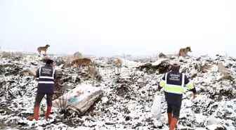 Sahipsiz hayvanlara düzenli olarak yiyecek bırakılıyor