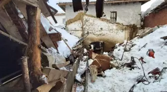 Üzerinde kar biriken ahırın çatısı çöktü, hayvanlar enkaz altında kaldı