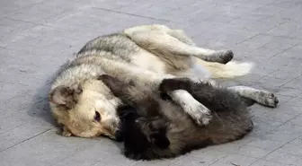 Ağrı'da oyun oynayan köpekler görenleri gülümsetti