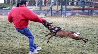 Kaçakçılara göz açtırmayan köpekler, Ankara'da eğitiliyor